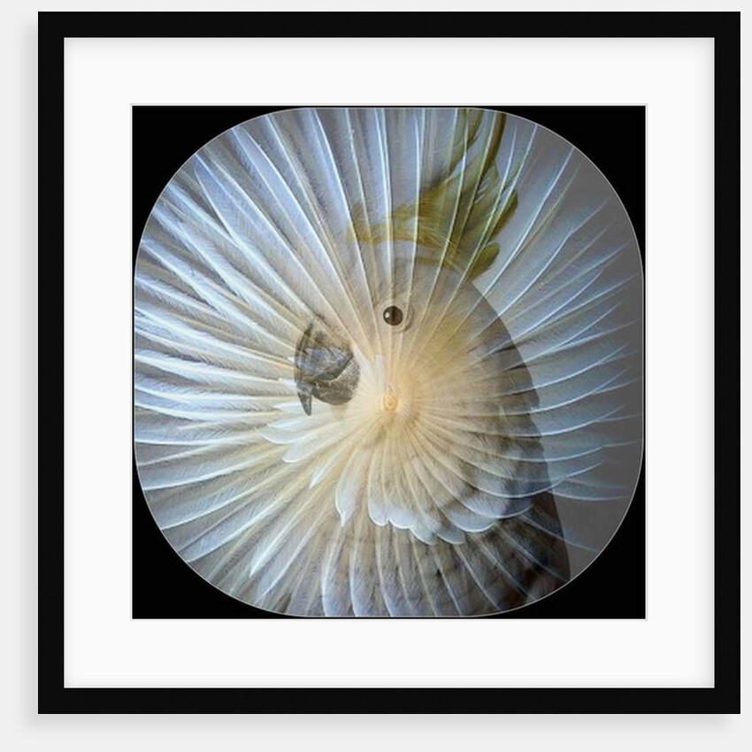 White Parrot Collage, 2017 by Linda Arthurs