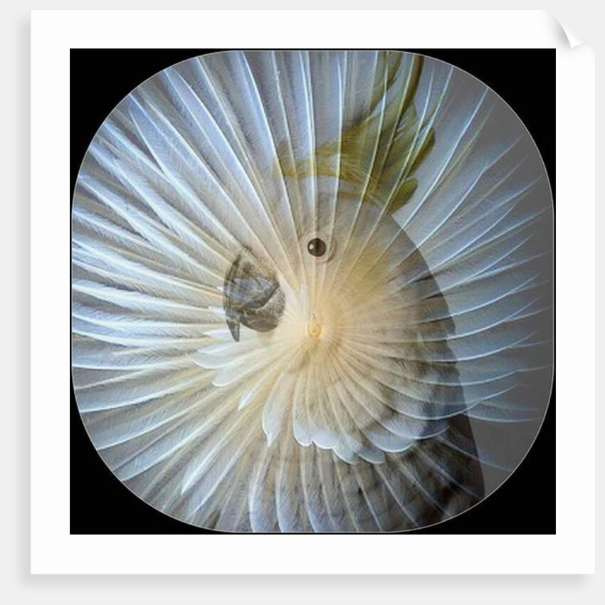 White Parrot Collage, 2017 by Linda Arthurs