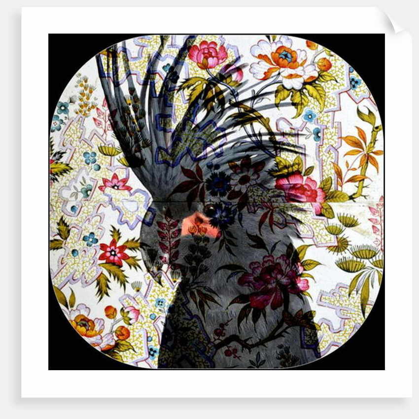 Black Parrot, 2017 by Linda Arthurs