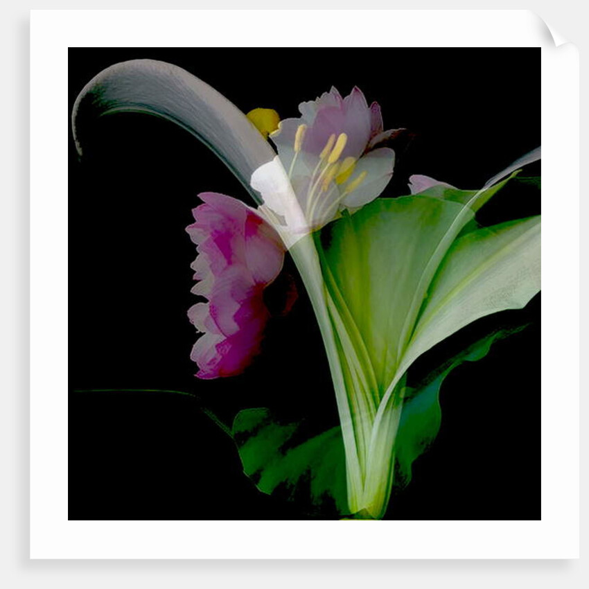 Flower Collage, 2018 by Linda Arthurs