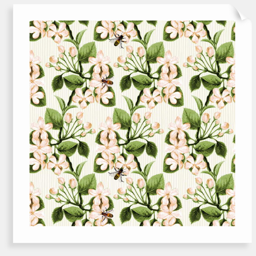 Crab Apple Blossom and Honey Bee, 2017 by Andrew Watson