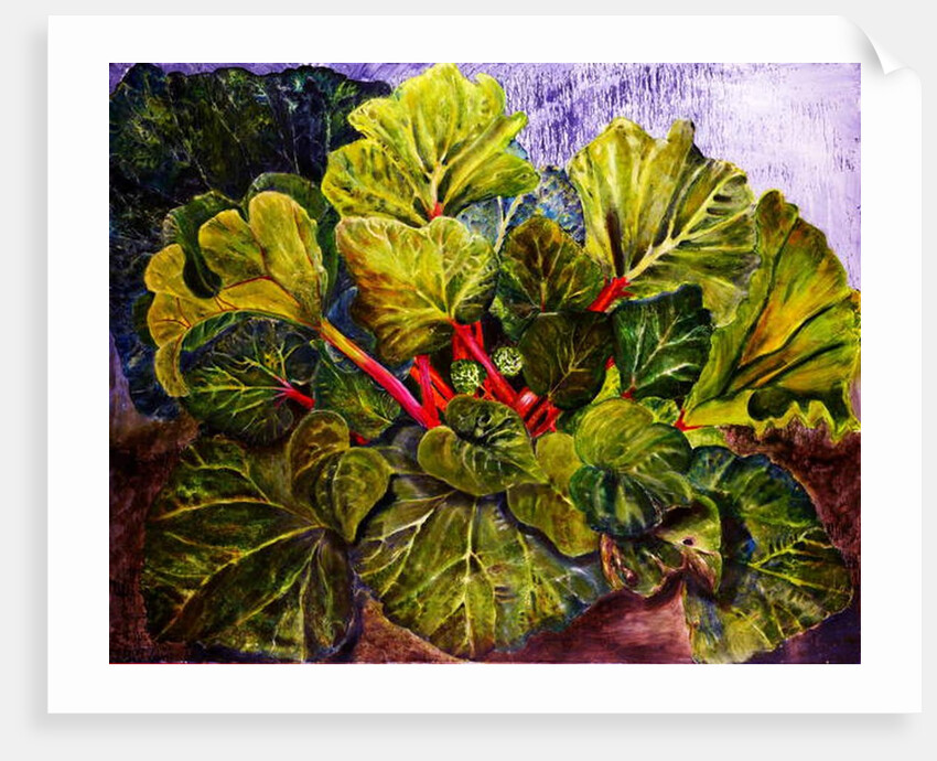 rhubarb, 2016 by jocasta shakespeare