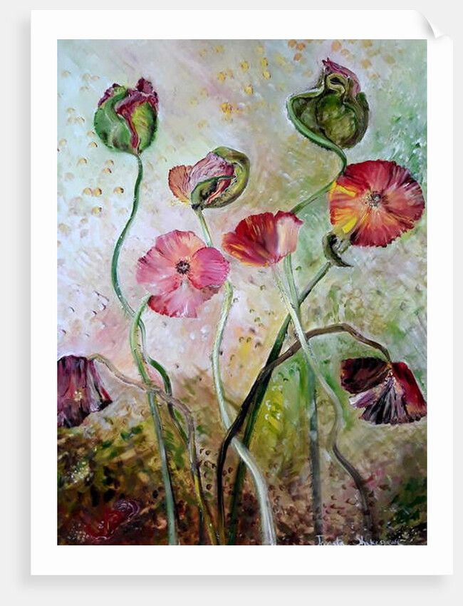 Poppies, 2019 by jocasta shakespeare