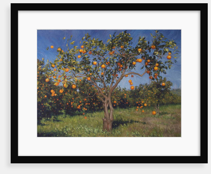 Suntree, 2013 by Angus Hampel