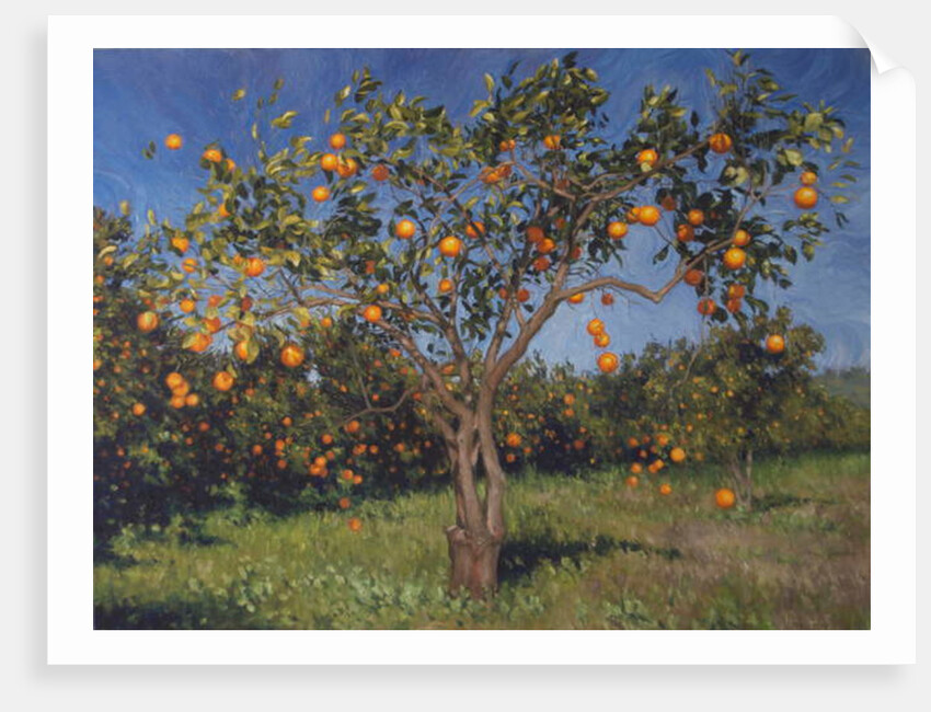 Suntree, 2013 by Angus Hampel