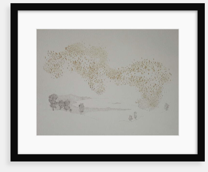 Sunbirds, 2016 by Angus Hampel