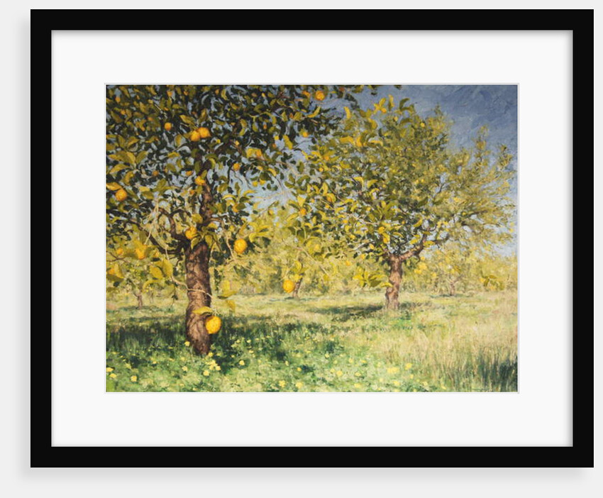 Impossibility of a lemon tree, 2013 by Angus Hampel