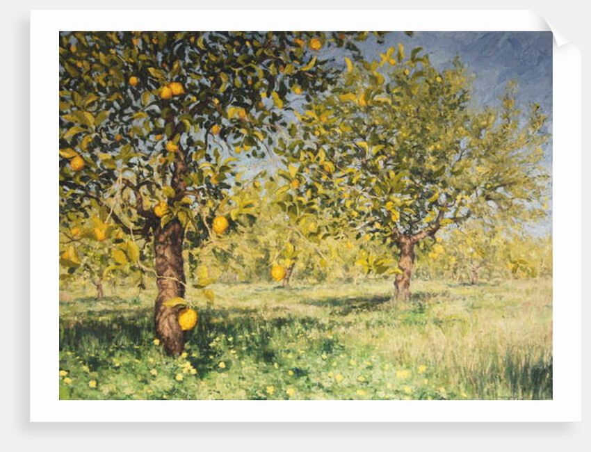 Impossibility of a lemon tree, 2013 by Angus Hampel