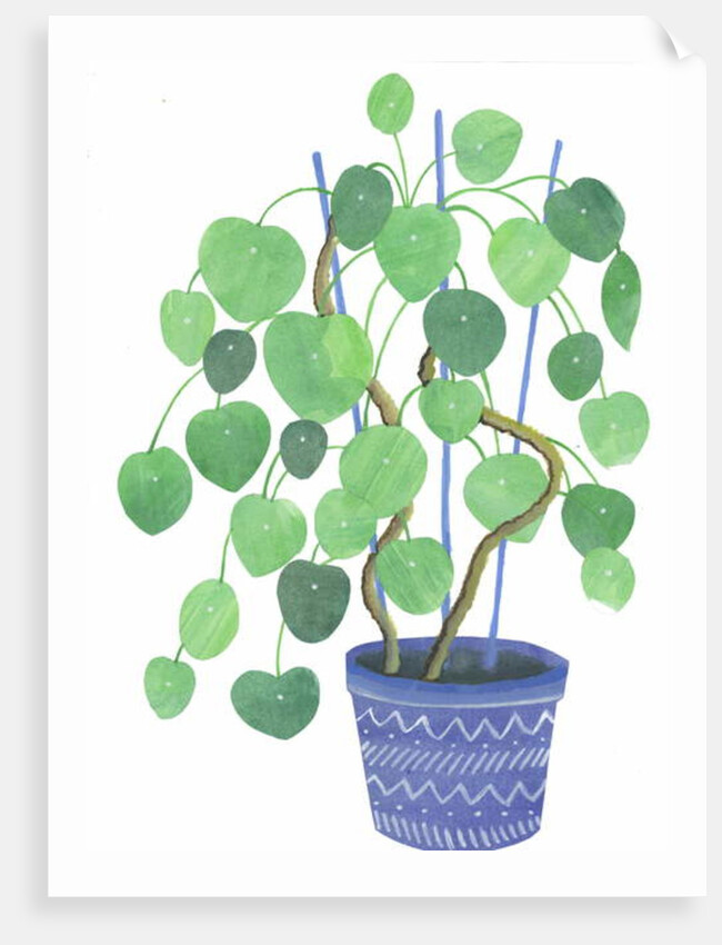 Pilea plant, 2017 by Elizabeth Rider