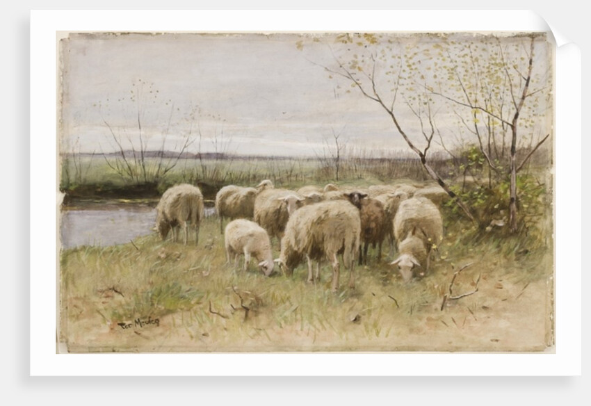 Sheep by Francois Pieter ter Meulen