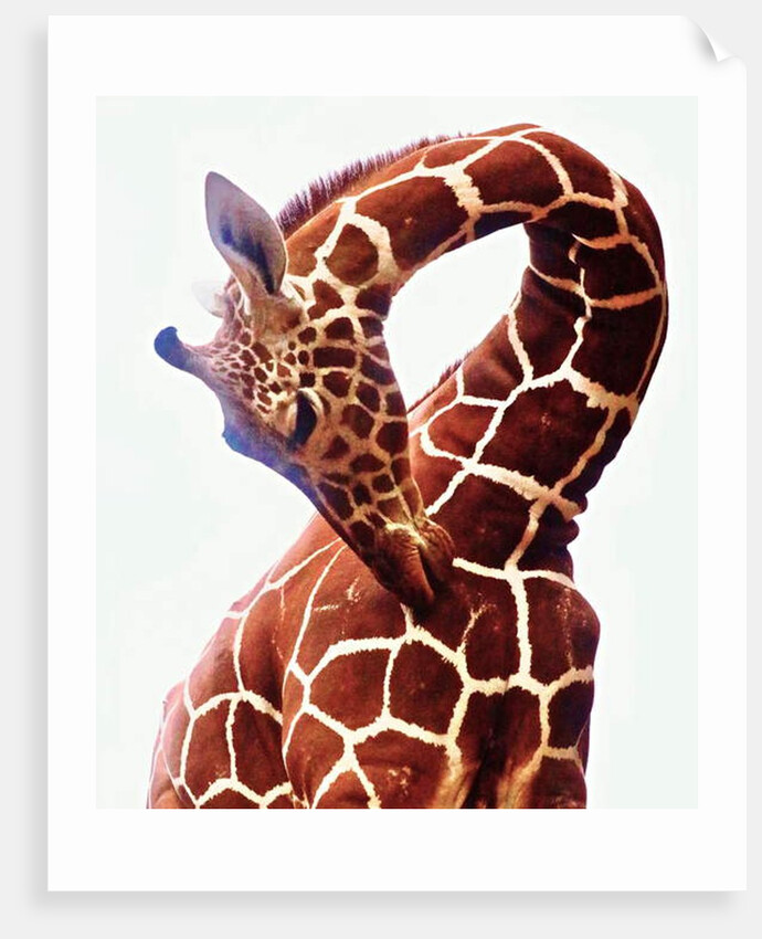 Giraffe, Sarara, 2017 by Eric Meyer