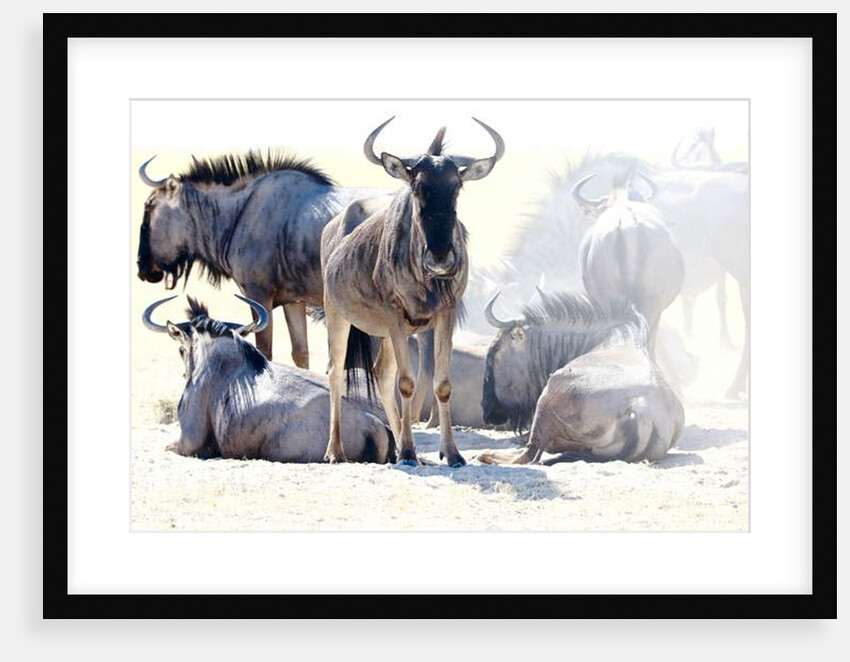 Wildebeest, Etosha, 2017 by Eric Meyer