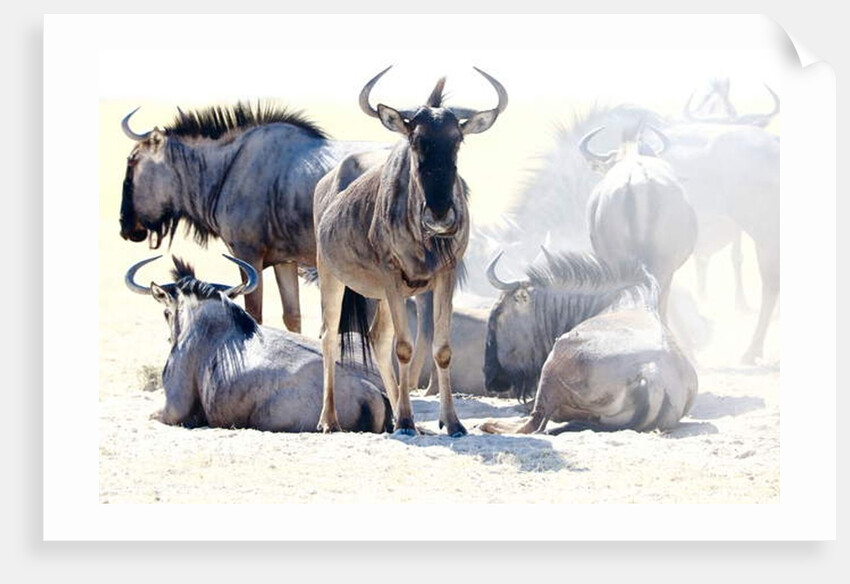 Wildebeest, Etosha, 2017 by Eric Meyer