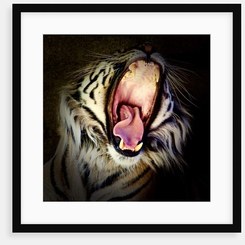 Tiger Teeth, 2017 by Eric Meyer