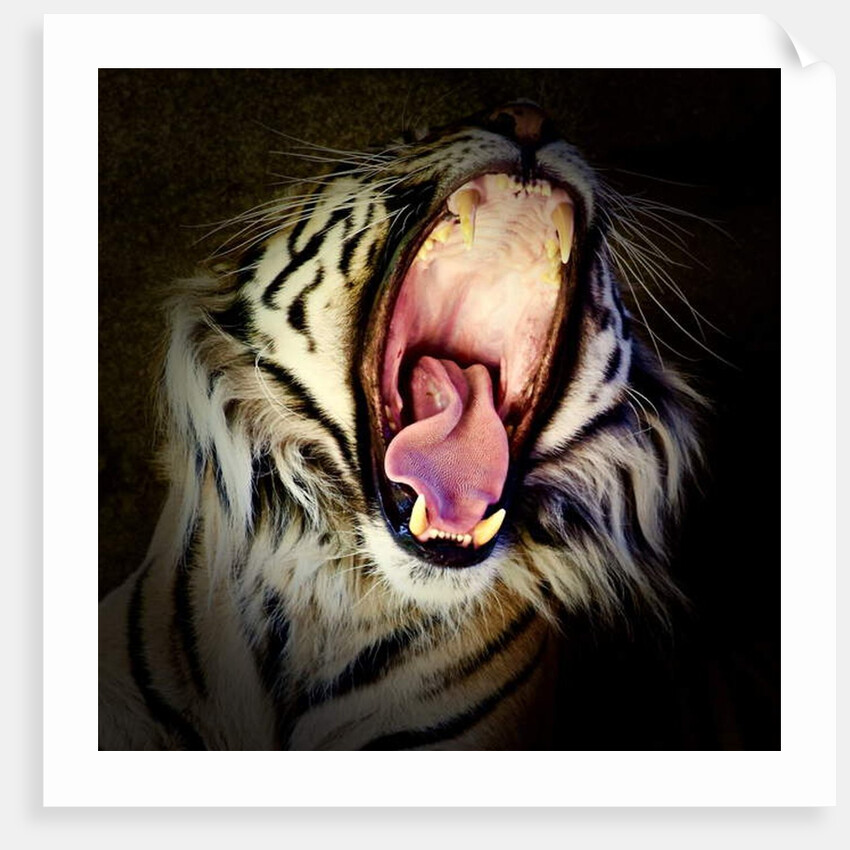 Tiger Teeth, 2017 by Eric Meyer