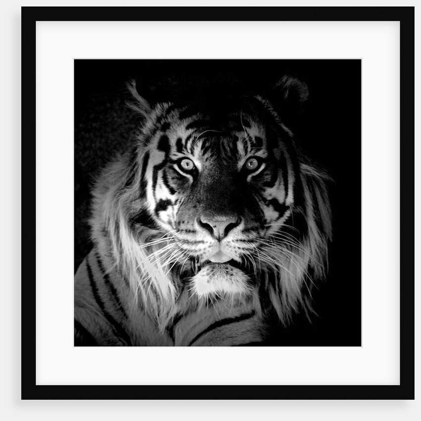 Tiger, 2017 by Eric Meyer