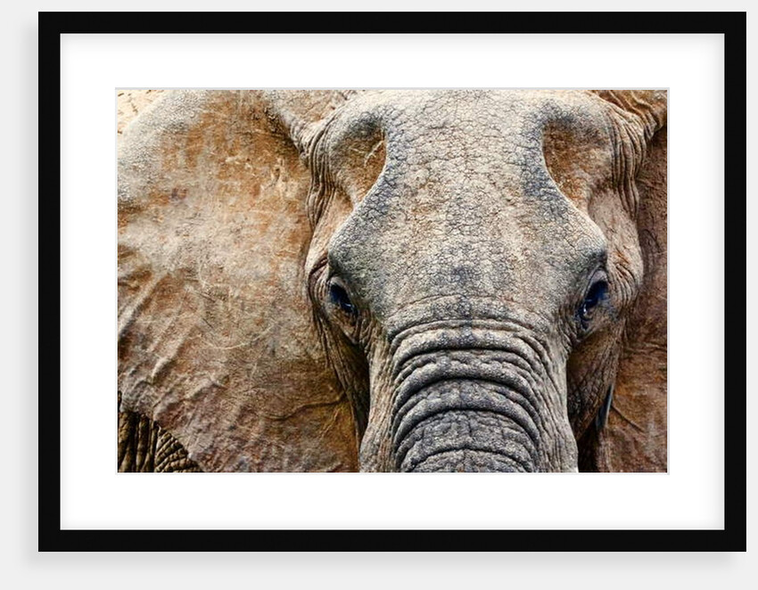 Elephant, 2017 by Eric Meyer
