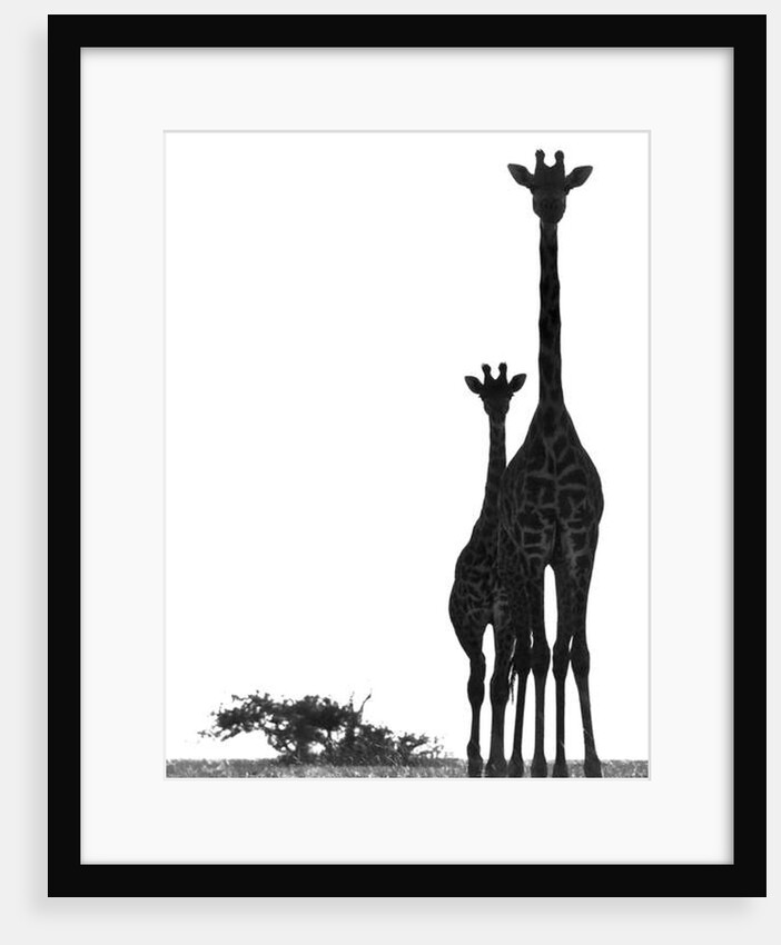 Neck and Neck, Chyulus, 2018 by Eric Meyer