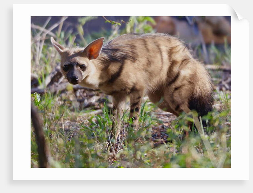 Aardwolf, Kenya, 2018 photograph by Eric Meyer