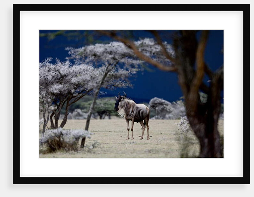 Storm Coming, 2018 by Eric Meyer