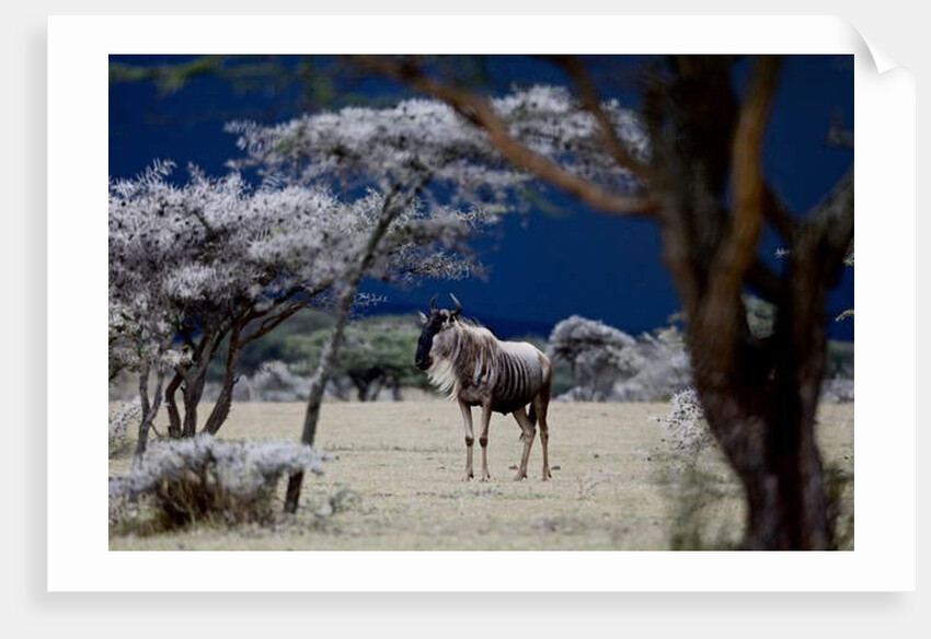 Storm Coming, 2018 by Eric Meyer