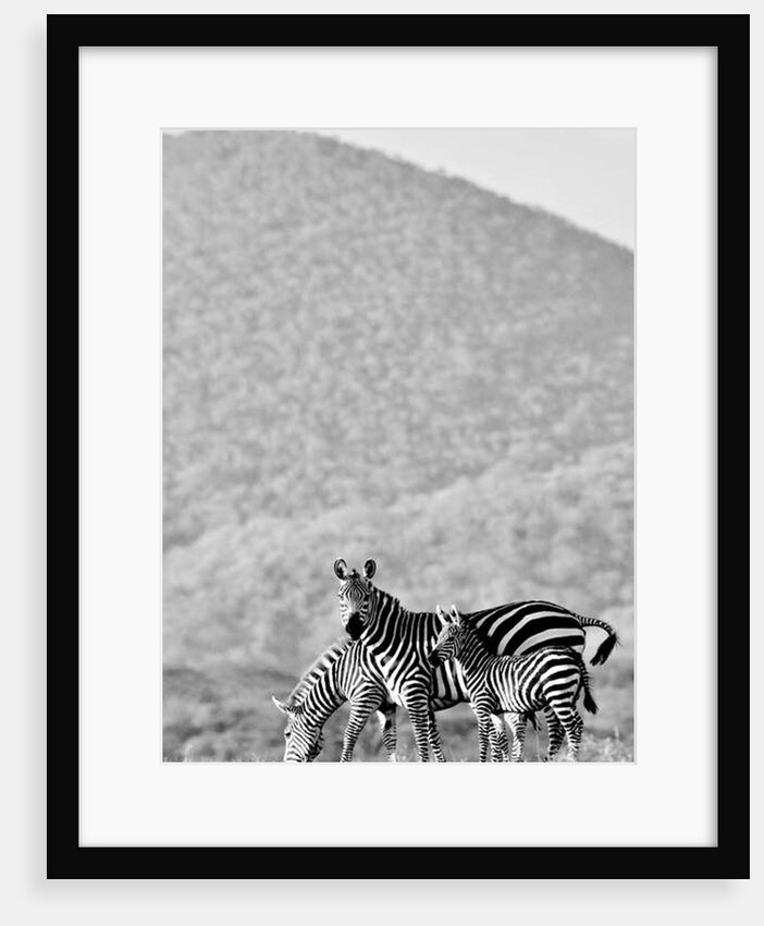 Zebra, Chyulus, 2018 photograph) by Eric Meyer