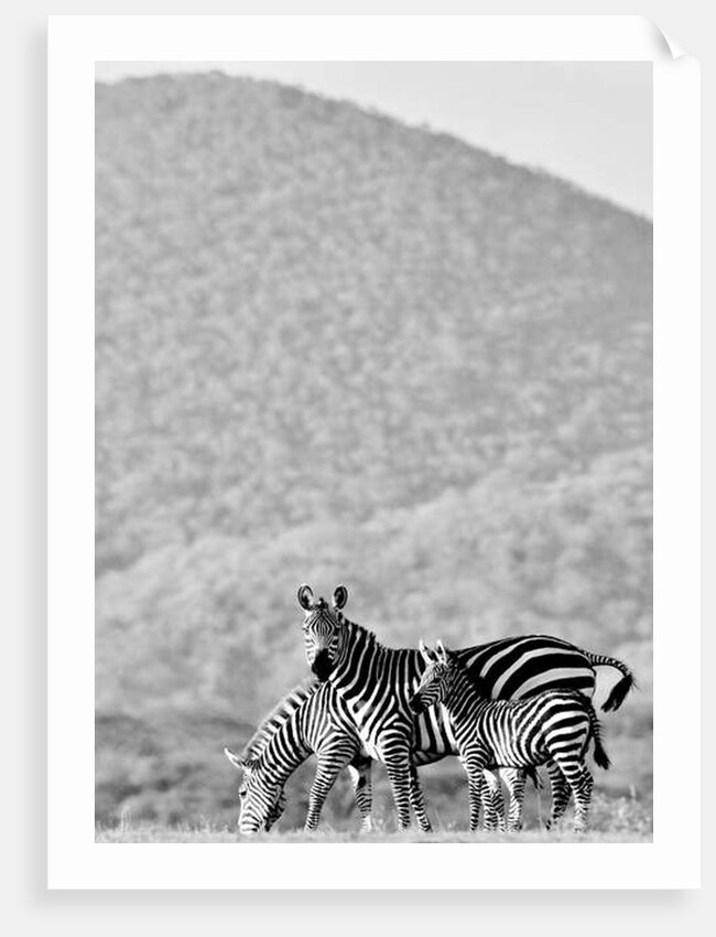 Zebra, Chyulus, 2018 photograph) by Eric Meyer