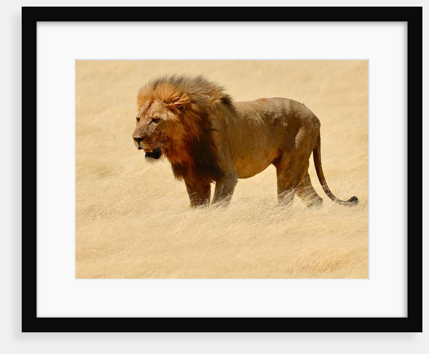 Warrior, Etosha, 2018 by Eric Meyer