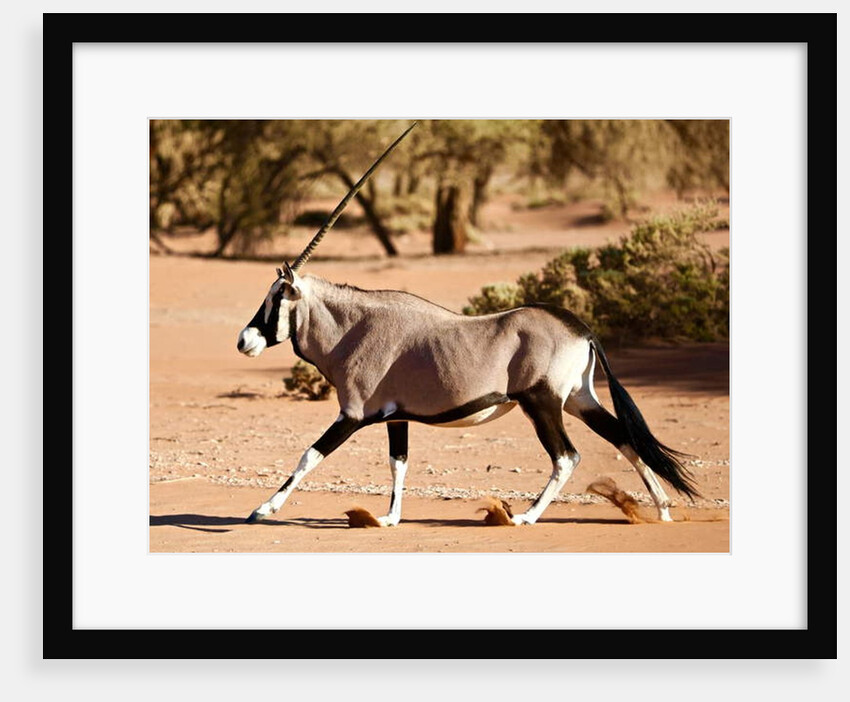 Oryx, Namib Desert, 2017 by Eric Meyer