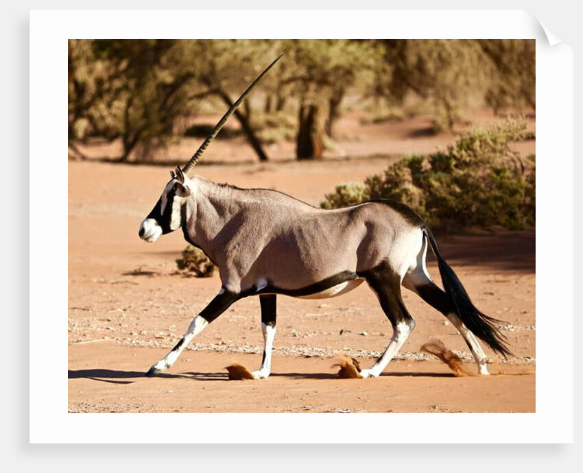 Oryx, Namib Desert, 2017 by Eric Meyer
