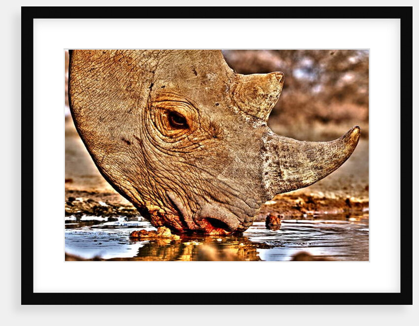 Black Rhino drinking, 2018 by Eric Meyer