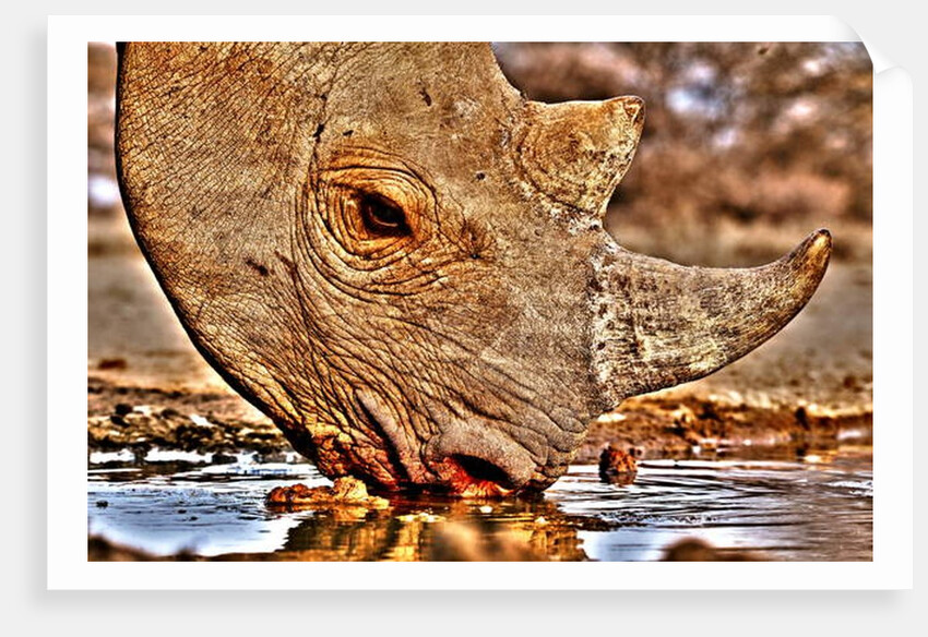 Black Rhino drinking, 2018 by Eric Meyer