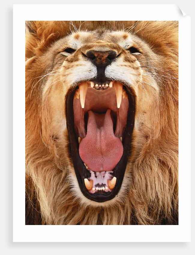 Roar; 2018, by Anonymous