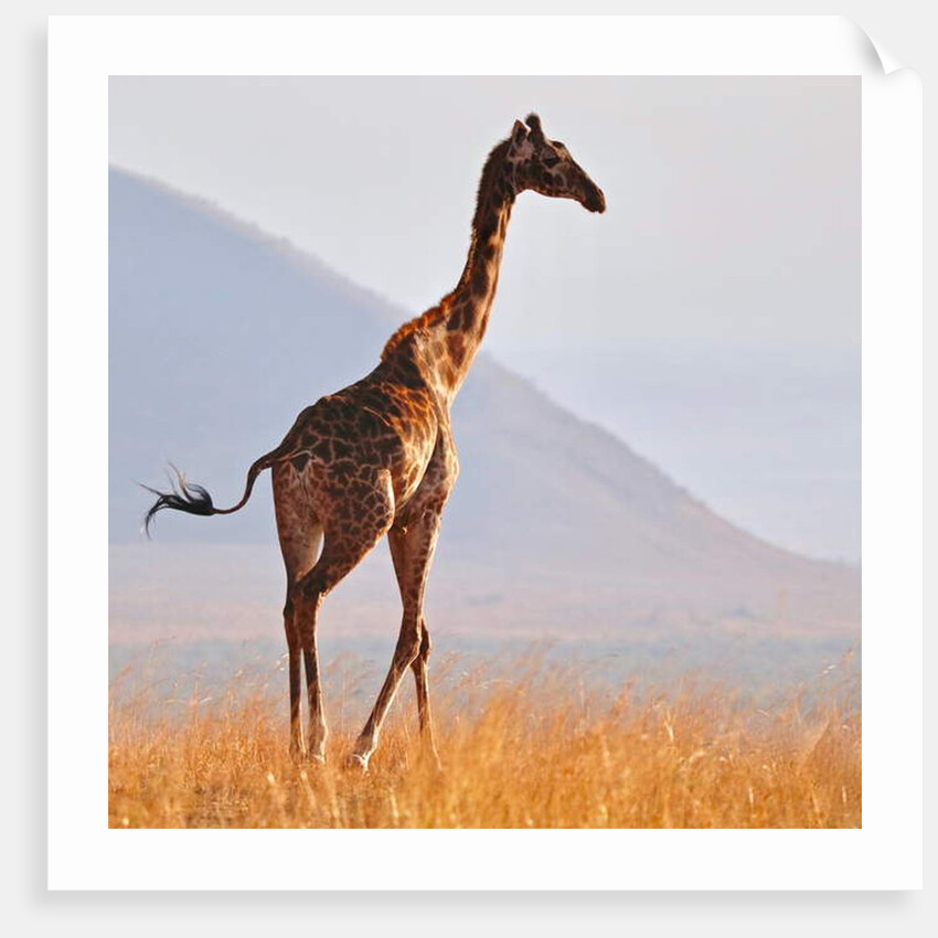 Masai Giraffe, Chyulu Hills, 2017 by Eric Meyer
