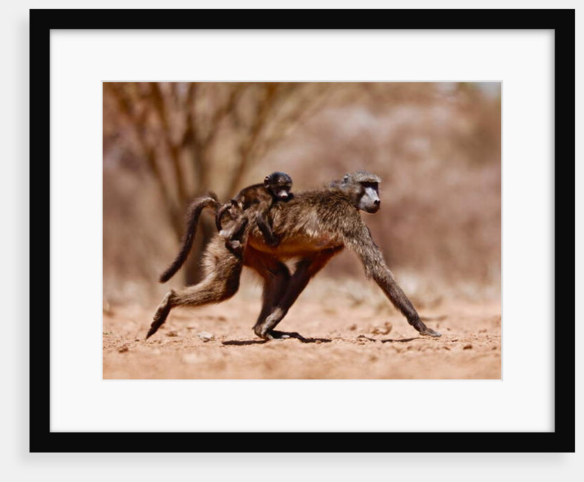 Jockey, 2019 by Eric Meyer