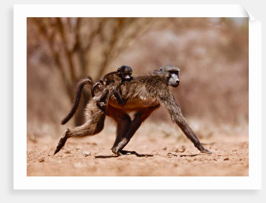 Jockey, 2019 by Eric Meyer