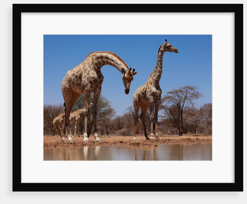Southern Giraffes, 2019 by Eric Meyer
