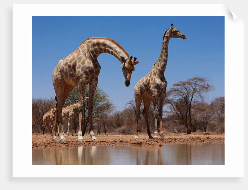 Southern Giraffes, 2019 by Eric Meyer