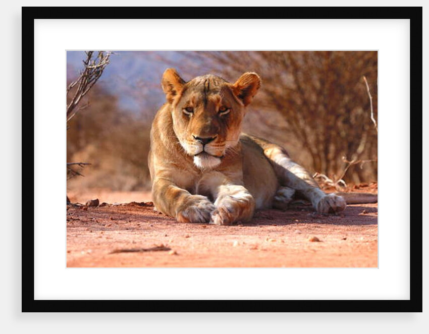 Resting lioness, 2019 by Eric Meyer
