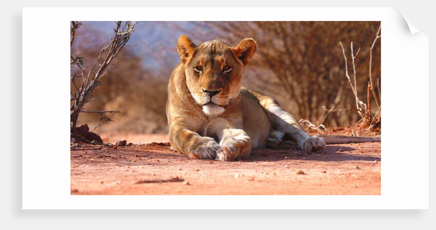 Resting lioness, 2019 by Eric Meyer