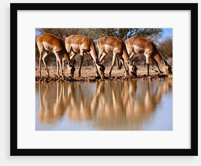 Impala drinking, 2019 by Eric Meyer
