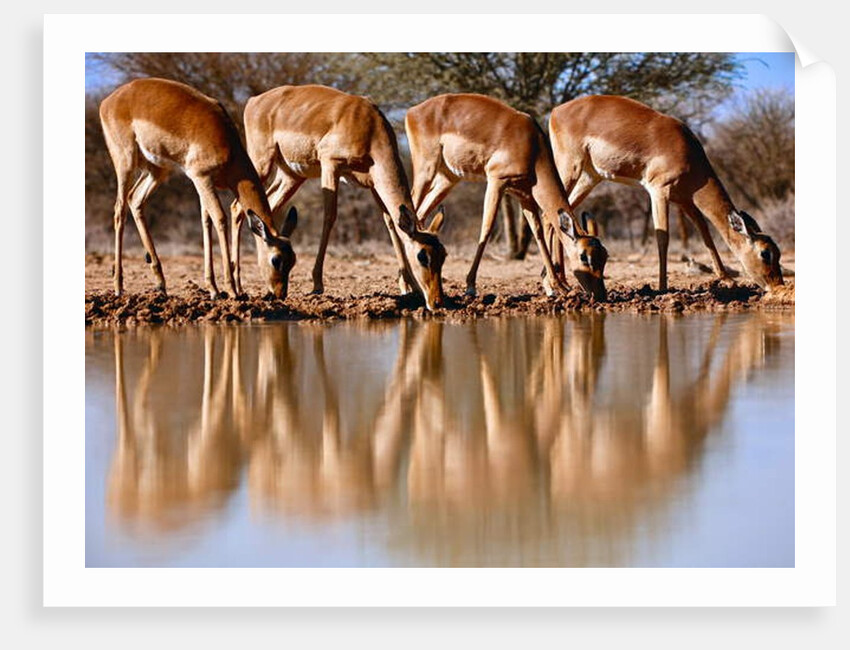 Impala drinking, 2019 by Eric Meyer