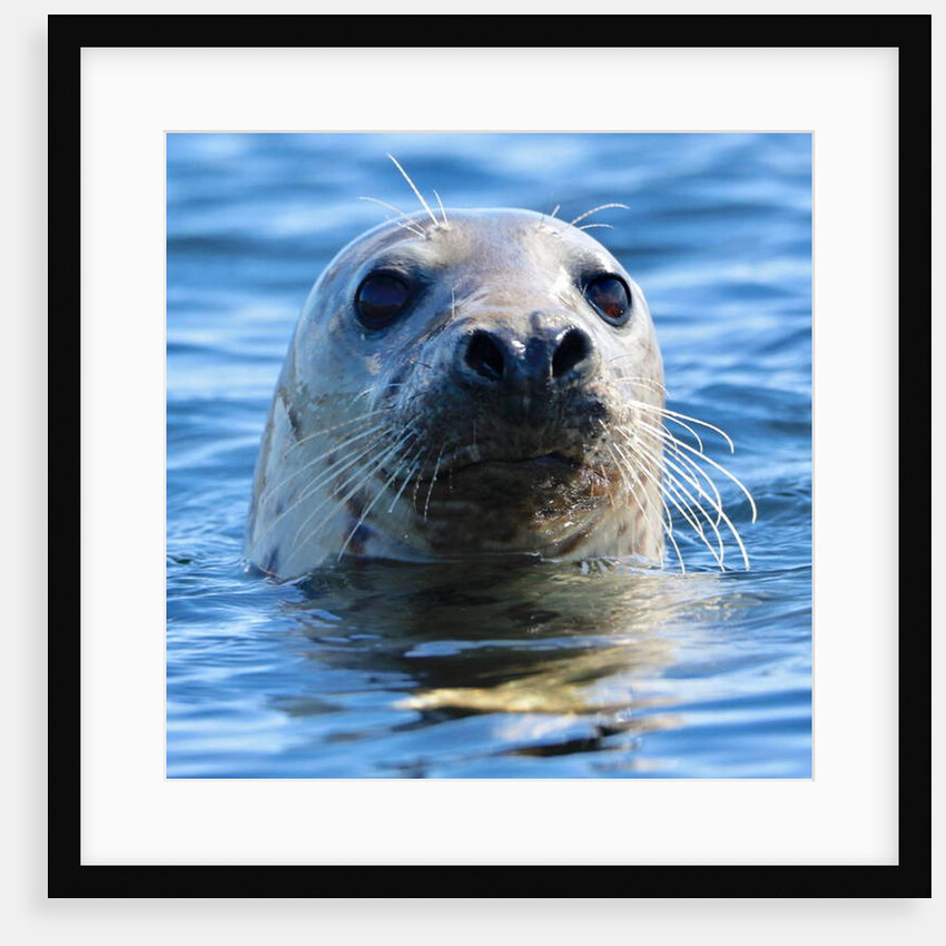 Young Grey Seal, Westcove, 2019 by Eric Meyer