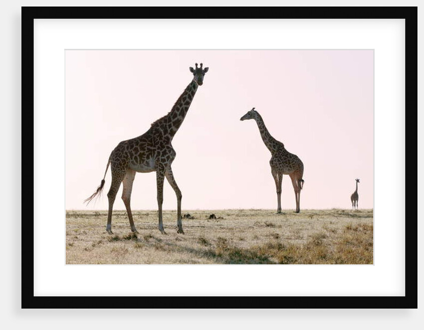 Three, 2019 by Eric Meyer