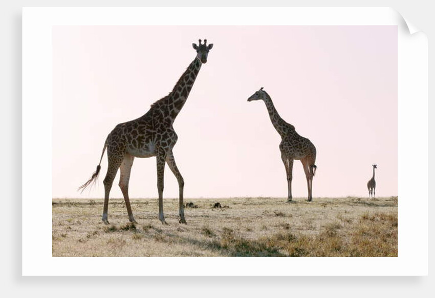 Three, 2019 by Eric Meyer