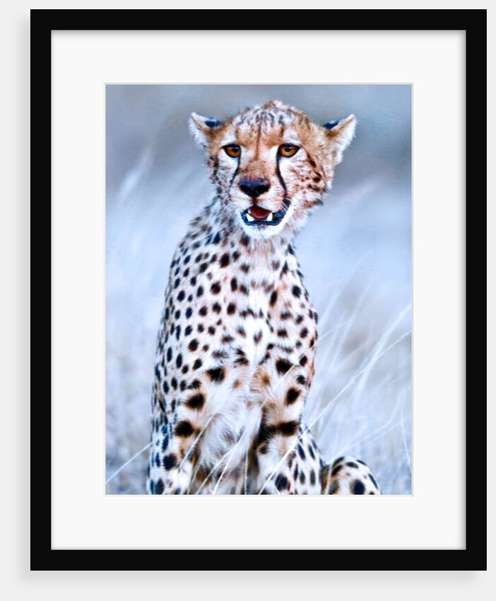 Young cheetah, 2019 by Eric Meyer