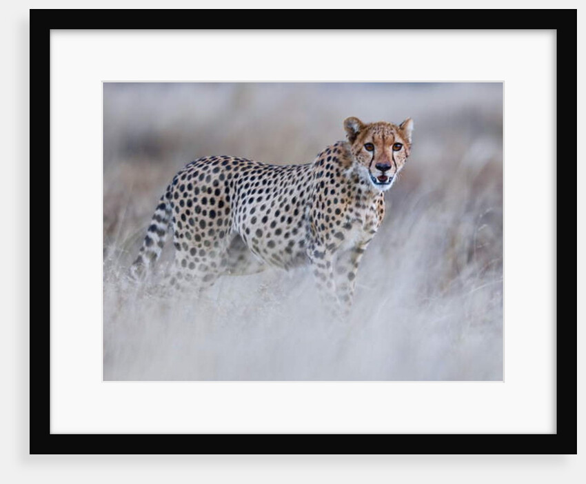 Chyulu cheetah, 2019 by Eric Meyer