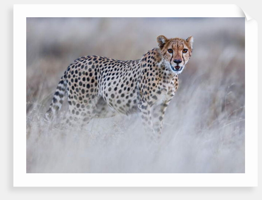 Chyulu cheetah, 2019 by Eric Meyer