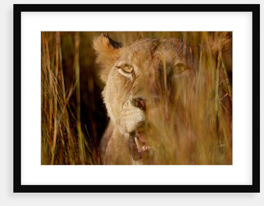 Lion in the grass, 2019 by Eric Meyer