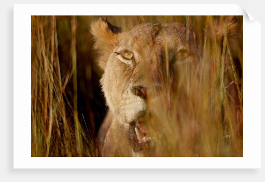 Lion in the grass, 2019 by Eric Meyer
